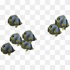Transparent Small Fish Png - Group Of Fish Png, Png Download - fish group png
