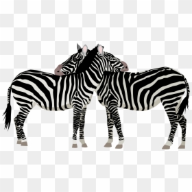 Clipart Zebra Family - Zebras Clipart, HD Png Download - zebra png images