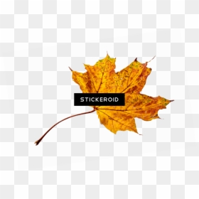 Transparent Autumn Png, Png Download - yellow leaf png