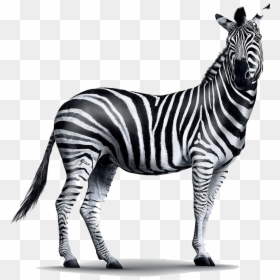 Realistic Zebra Transparent Png - Investec Login, Png Download - zebra png images