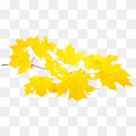 Clip Art Yellow Of A Sugar - Maple Leaf, HD Png Download - yellow leaf png