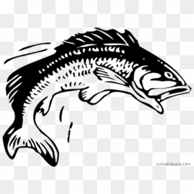 Transparent Fry Clipart - Fish Jumping Out Of Water Drawing, HD Png Download - fish group png