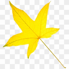 Yellow Leaf Clipart - عکس برگ پاییزی زرد, HD Png Download - yellow leaf png
