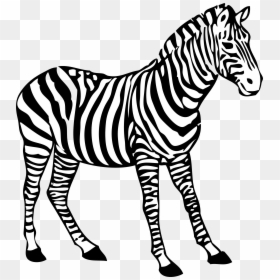 Zebra Clipart Black And White - Zebra Black And White Clip Art, HD Png Download - zebra png images