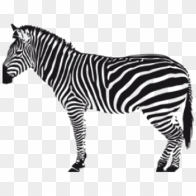 Zebra Png Transparent Images - Transparent Background Zebra Png, Png Download - zebra png images