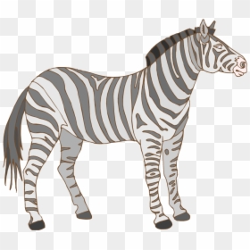 Free Zebra Clipart - Zebra Flashcard, HD Png Download - zebra png images
