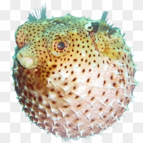 Puffer Fish Underwater, HD Png Download - fish group png