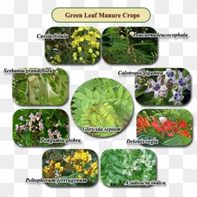 Green Leaf Manure - Poster On Green Leaf Manuring Crops, HD Png Download - gulmohar tree png