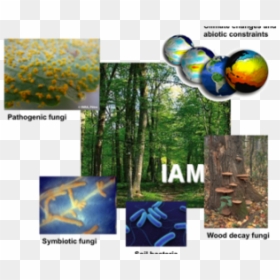 Umr-iam - Tree, HD Png Download - gulmohar tree png