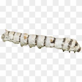 Zebra Silkworm, HD Png Download - zebra png images
