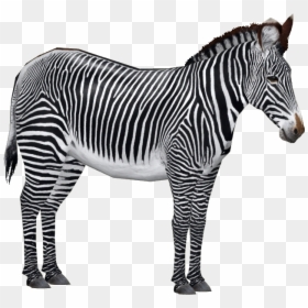 Zebra De Grévy Png, Transparent Png - zebra png images