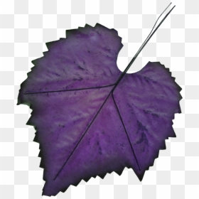Hand-painted Leaf Png Transparent - Purple Leaf Clipart Transparent Background, Png Download - leafe png