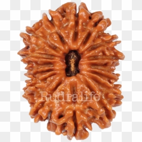Sixteen Mukhi Rudraksha Rudraksha - Chocolate Cake, HD Png Download - sri rama images png