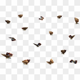 Download Butterflies Swarm Png Transparent Image - Swarm Of Butterflies Png, Png Download - png images butterflies