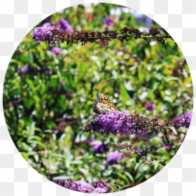 Butterfly Bush Png - Monarch Butterfly, Transparent Png - png images butterflies