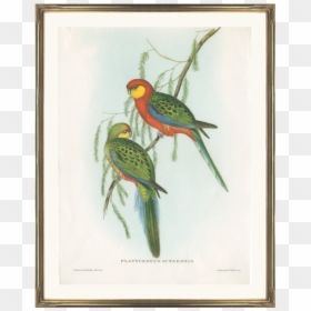 John Gould Birds Of Australia Lithograph, HD Png Download - green parrot png