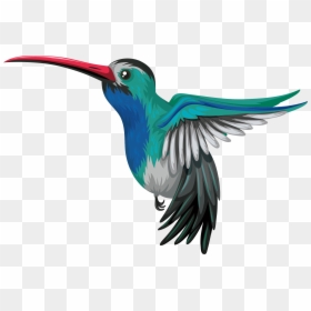 Hummingbird Drawing Illustration - Colibri Fondo Transparente, HD Png Download - green parrot png
