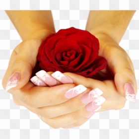 Red Rose In My Hand, HD Png Download - wedding hands images png