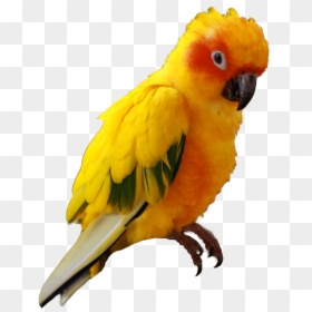 Sun Conure Png, Transparent Png - green parrot png