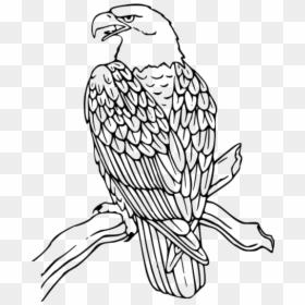 Eagle Drawings Png Transparent Images, Png Download - eagle png hd