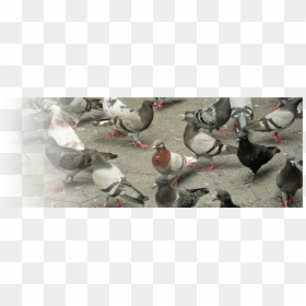 Pigeons Video , Transparent Cartoons - Rock Dove, HD Png Download - pigeons flying png