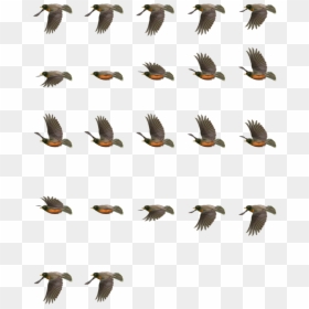 Robin Flying D Sprites - Sprite Sheet Bird Png, Transparent Png - pigeons flying png