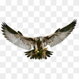 Peregrine-falcon - Falcon Bird Png, Transparent Png - eagle sitting png