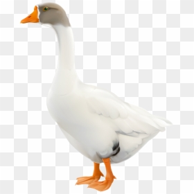 Goose Transparent Background Clipart, HD Png Download - white duck png