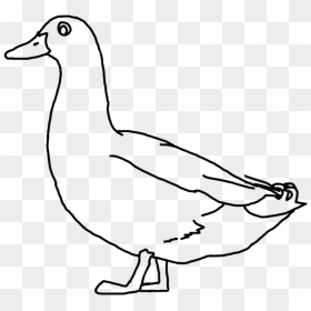 Duck Line Drawing Clipart - Duck Line Drawing Png, Transparent Png - white duck png