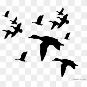 Picture Freeuse Duck Clipartblack Com Animal Free Black - Flying Ducks Silhouette Png, Transparent Png - white duck png