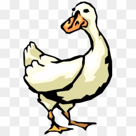 Vector Illustration Of White Waterfowl Duck Bird - Duck, HD Png Download - white duck png