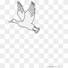 Flying Duck Animal Free - Seabird, HD Png Download - white duck png