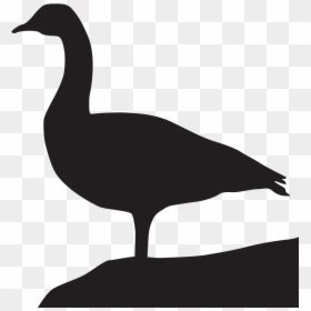 Vector Duck Canada Goose - Black Canada Goose Bird, HD Png Download - white duck png