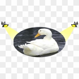 White Pekin Duck, HD Png Download - white duck png