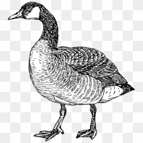 Goose - Canada Goose Black And White, HD Png Download - white duck png