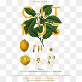 The Creative Garden By Rachel Verrengia, Via Behance - Citrus Limonum Risso Poster, HD Png Download - nimbu png
