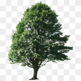 Transparent Png Trees For Photoshop - Tree Entourage Png, Png Download - tree for photoshop png
