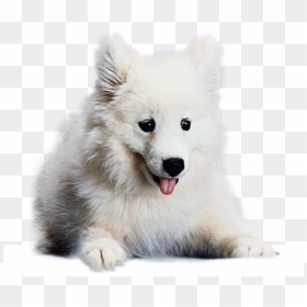 Transparent Tumblr Dog Png - Dog Transparent Japanese Spitz, Png Download - dog png hd