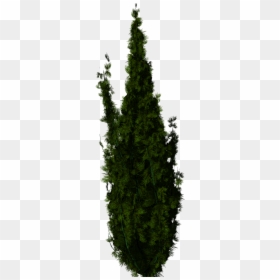 Trees For Photoshop, Hd Png Download , Png Download - Trees For Photoshop, Transparent Png - tree for photoshop png