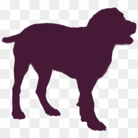 Entlebucher Mountain Dog Png Transparent Images - Labrador Retriever, Png Download - dog png hd