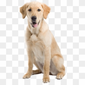 Free Png Dog Png Images Transparent - Yellow Lab Transparent Background, Png Download - dog png hd