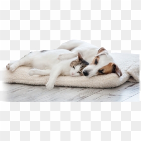 Mean Dog Png -dog And Cat Cuddling On Bed - Relationship Between Cats And Dog, Transparent Png - dog png hd