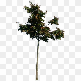Thumb Image - Little Tree Png, Transparent Png - tree for photoshop png