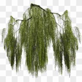 Weeping Willow Tree Branch, HD Png Download - tree for photoshop png