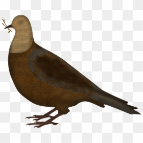 Dove - Noah's Ark Pigeon, HD Png Download - noah's ark png