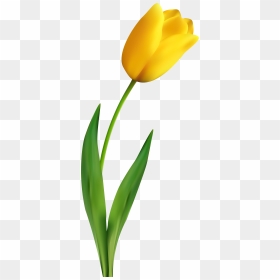 Transparent Yellow Banner Png - Tulip Flowers Transparent Background, Png Download - yellow green background png