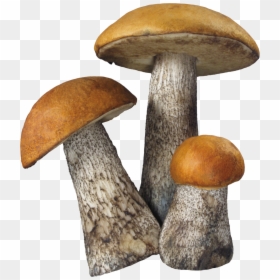 Fungi Png, Transparent Png - mushroom png