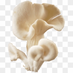 Oyster Mushrooms Png, Transparent Png - mushroom png