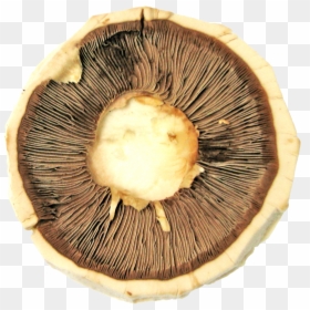 Russula Integra, HD Png Download - mushroom png