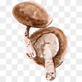Mushroom Watercolor Png, Transparent Png - mushroom png